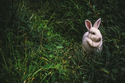 在绿色草地上的一个白色的兔子

